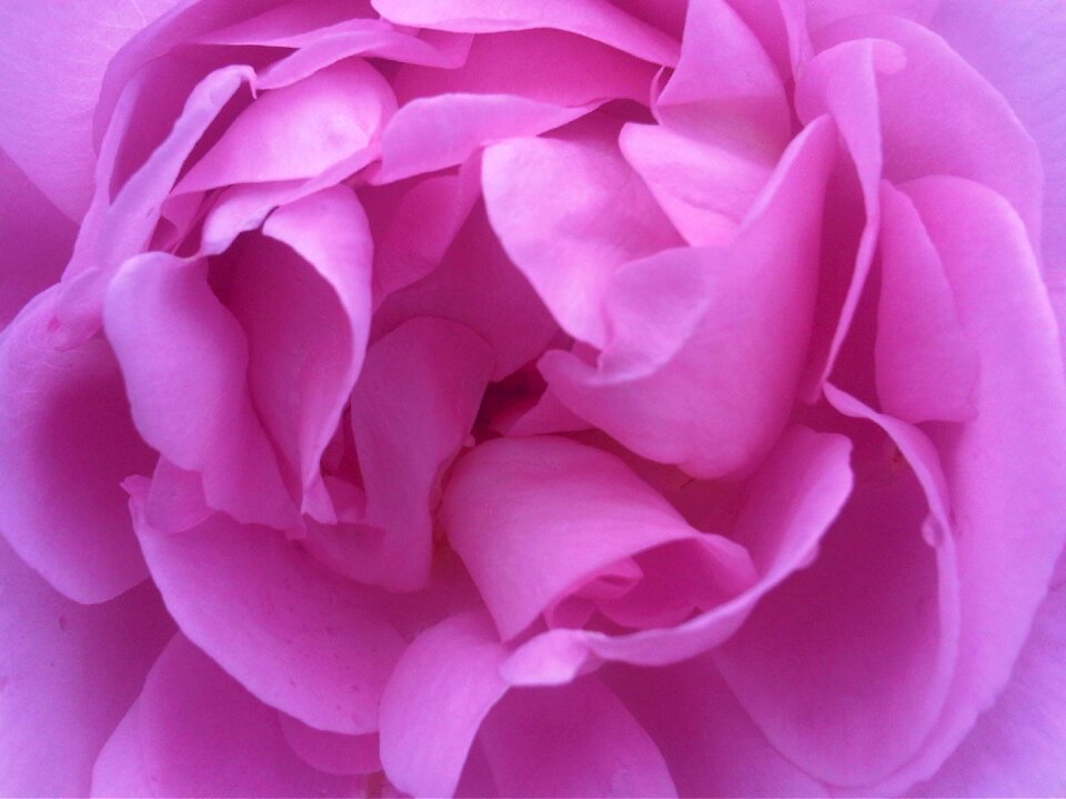 Nature garden flower