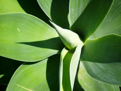 Green garden graphically