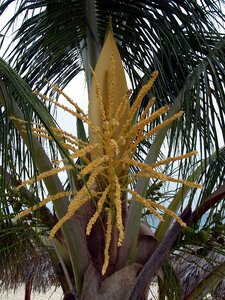 Plant tropics tree