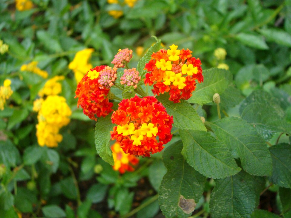 Vegetable nature flower