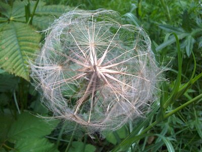 Nature seed goat's-beard