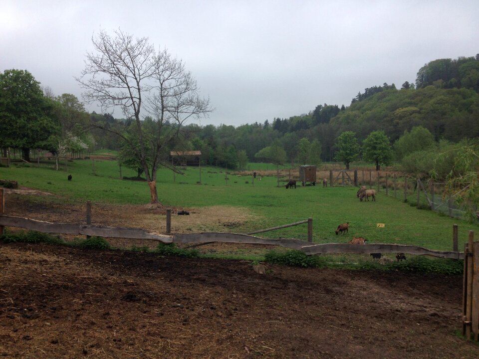 Park nature zoo