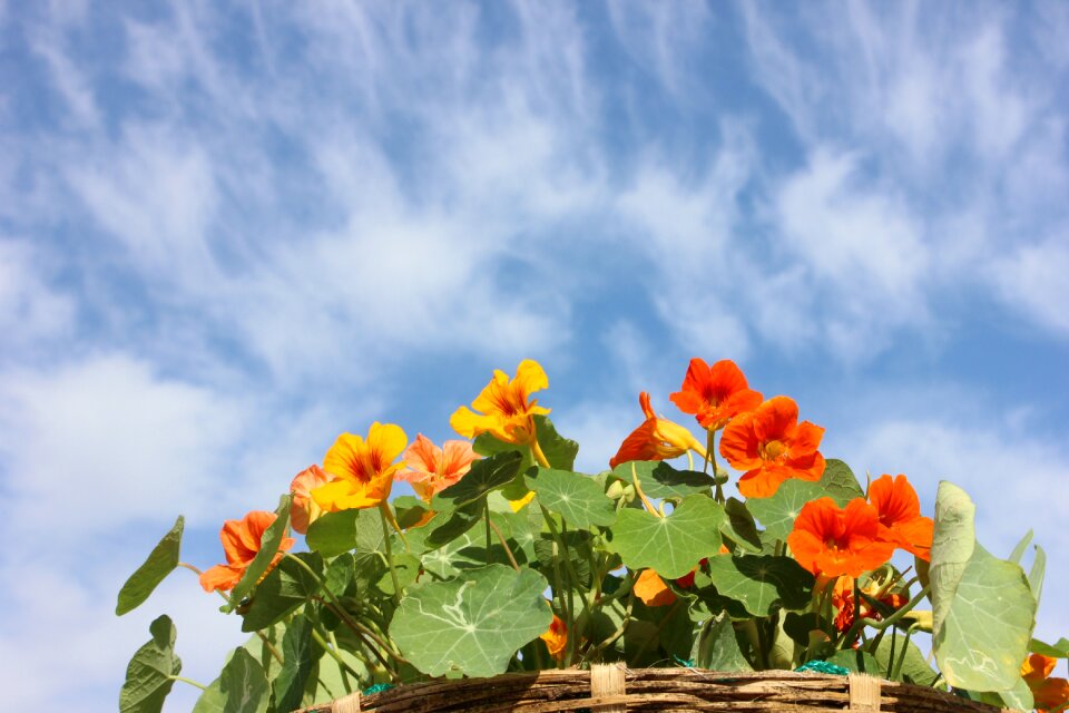 Flower sky