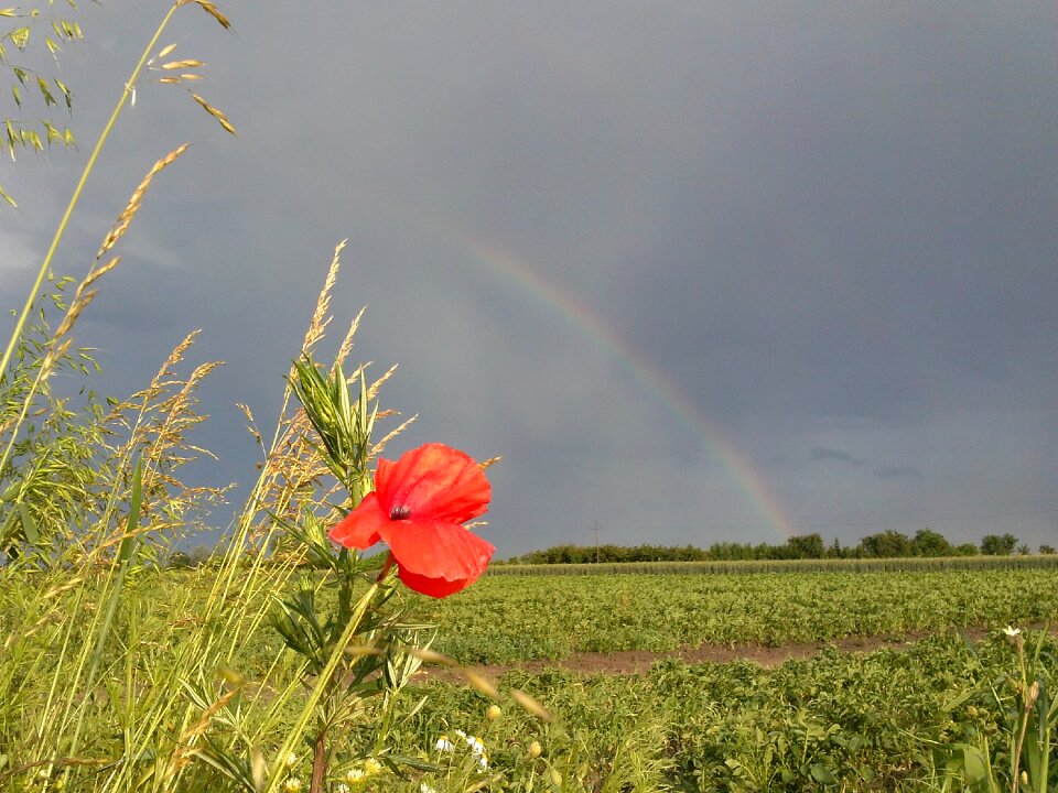 Screen poppy nature