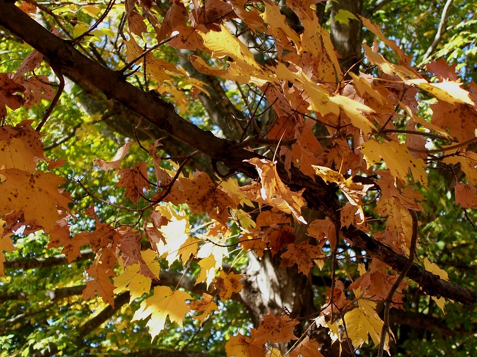 Leaves season foliage