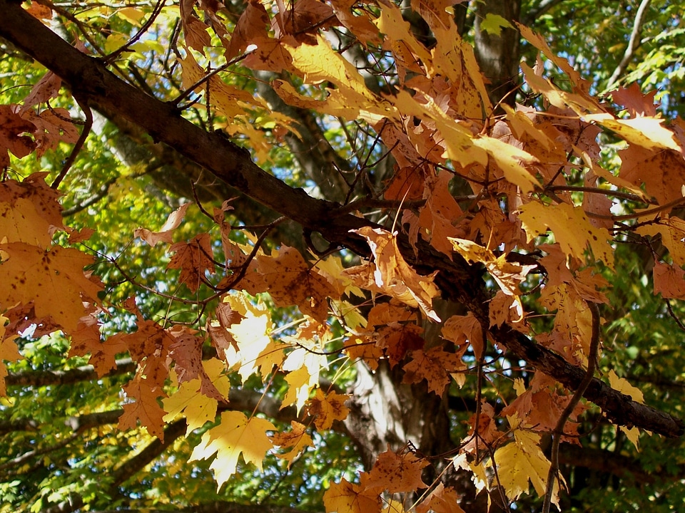 Leaves season foliage photo