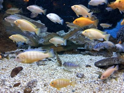 Aquarium fish ornamental fish photo