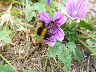 Nature summer garden photo