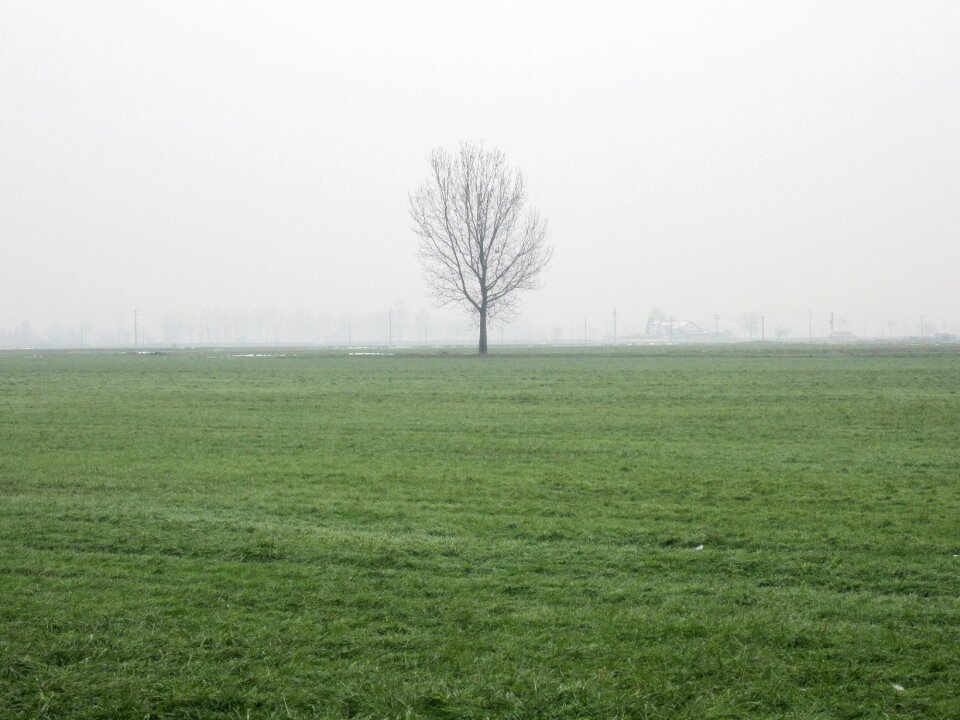 Fog tree gray photo