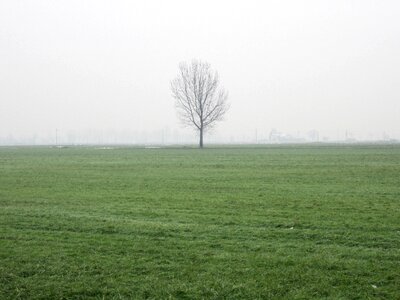 Fog tree gray photo