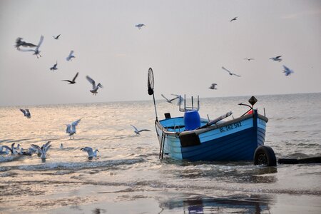 Seagulls sea fishing photo