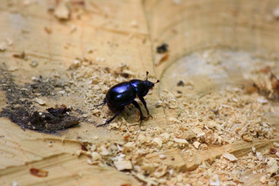 Dung beetle fauna insect