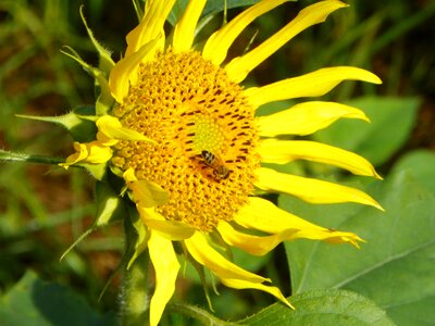I bee sunflower photo