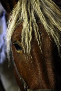Horse head close up animal photo