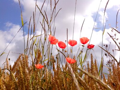 Meadow nature spring