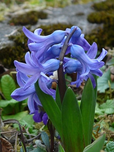 Hyacinthus asparagus plant asparagaceae photo