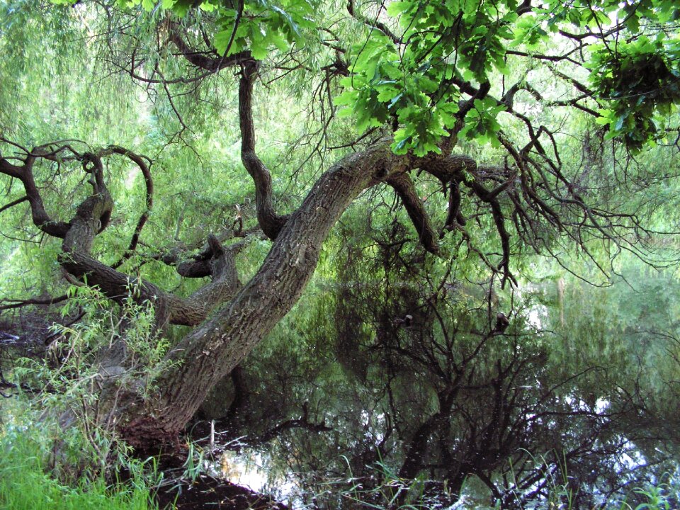 Green willow nature