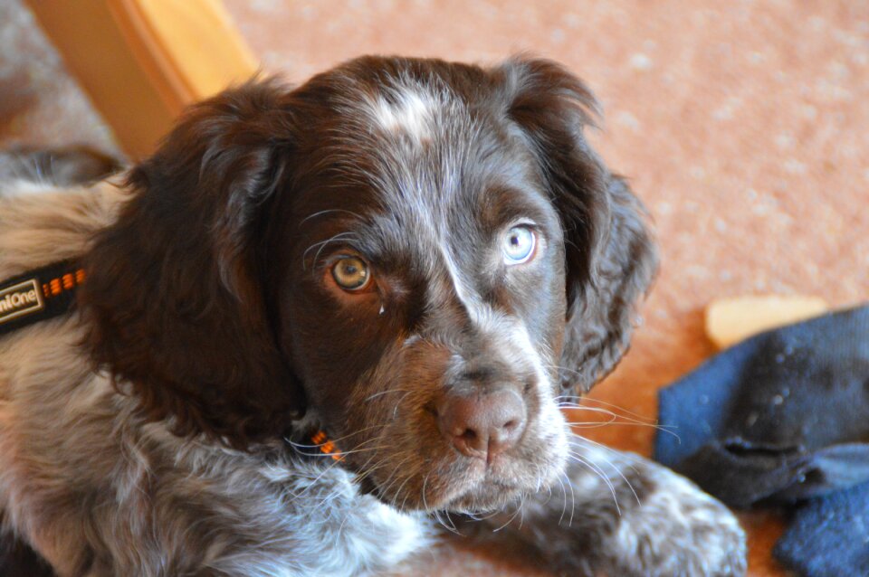 Dogs german quail puppy