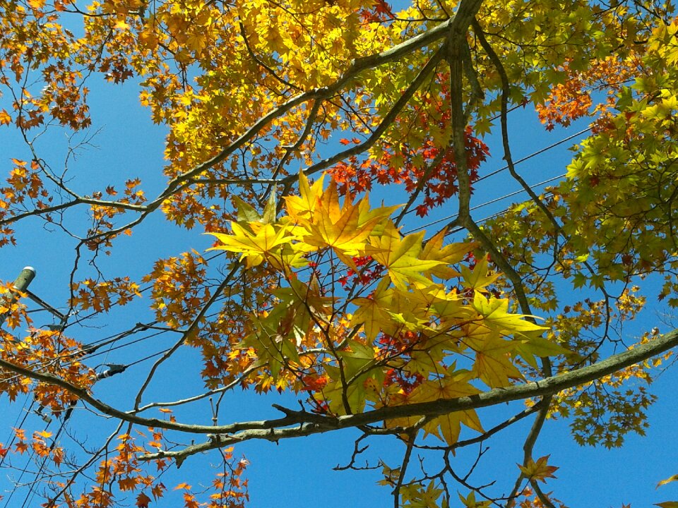 Trees natural maple photo