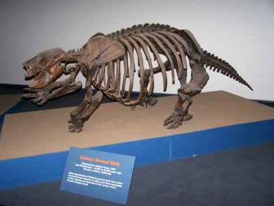 Extinct prehistoric sloth photo
