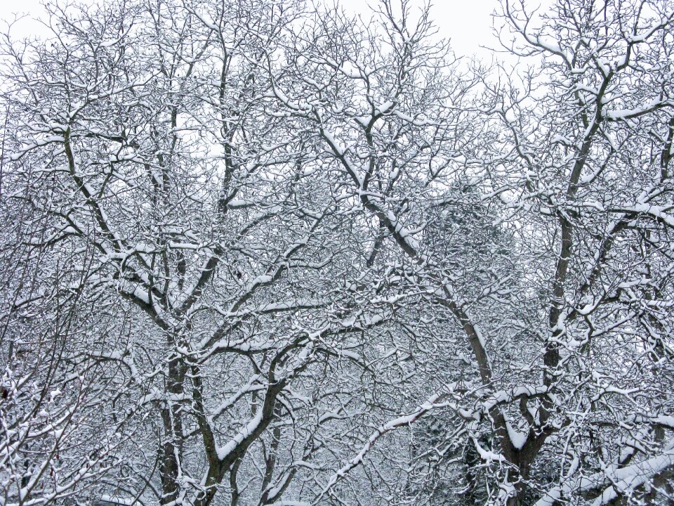 Frost snowy frozen