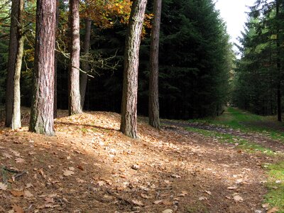 Forest forest road trees photo