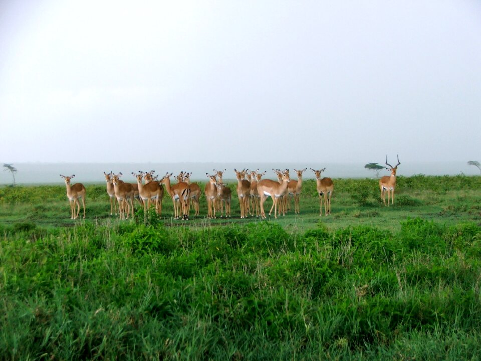 Safari africa park