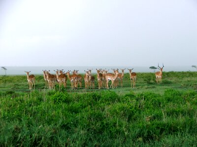 Safari africa park