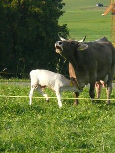 Muhend calf pasture photo