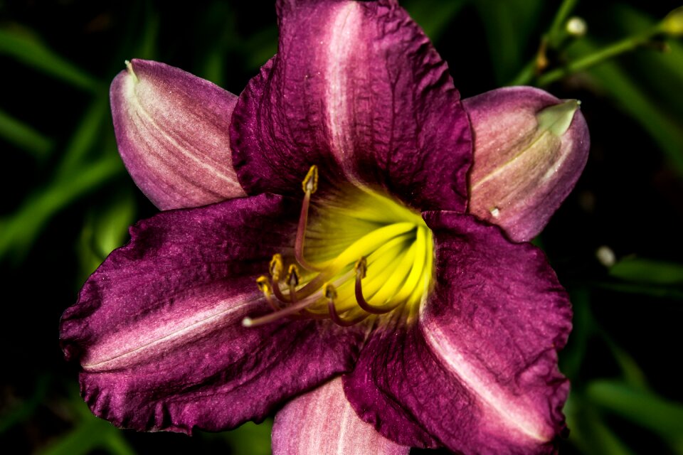 Garden flower garden nature