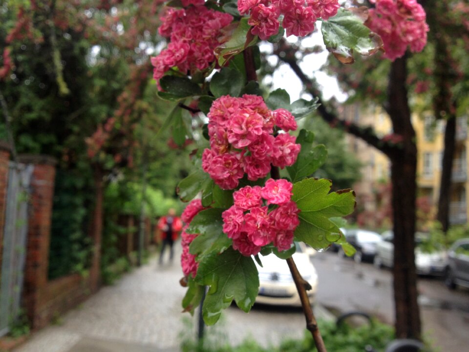 Rain raindrop plant
