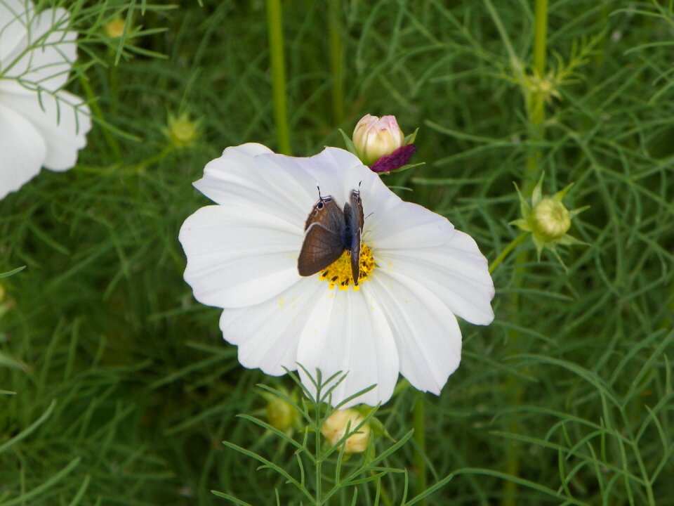 Butterfly cosmos dance