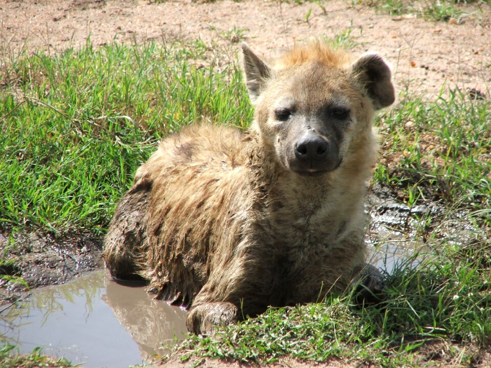 Wallow wildlife animal photo