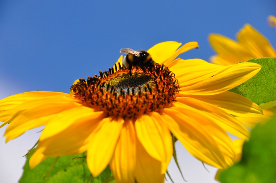 Sunflower bittern flower