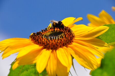 Sunflower bittern flower photo