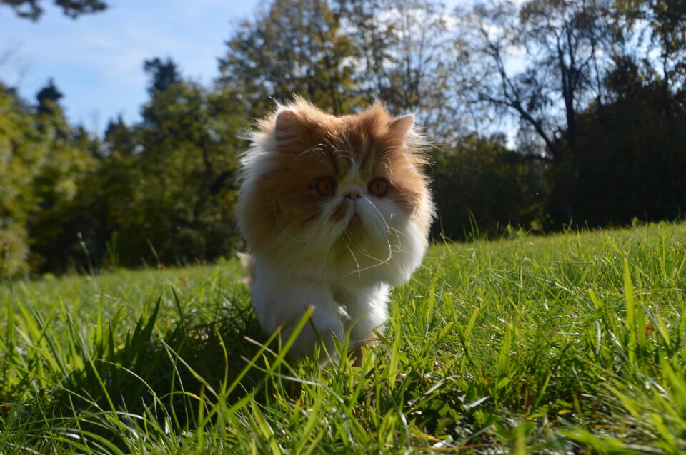 Tomcat persian park