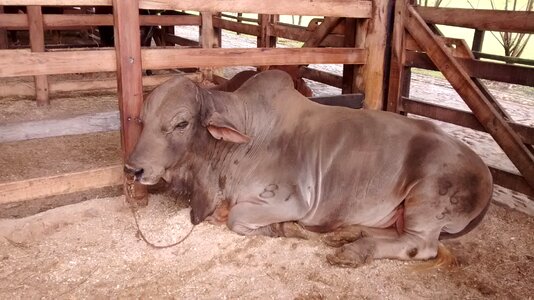 Animals nature livestock