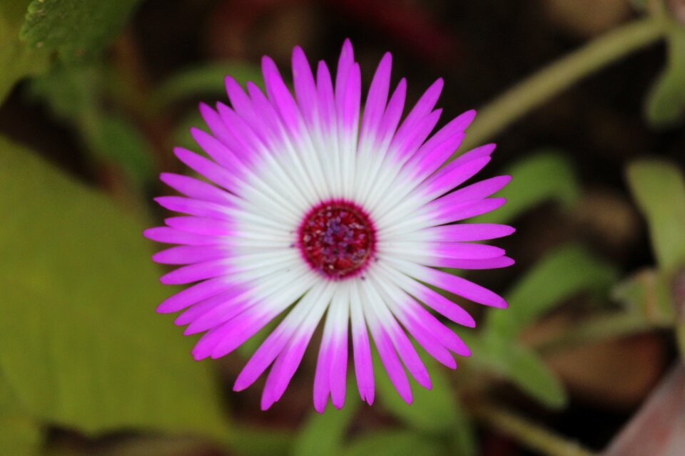 Floral bright flora