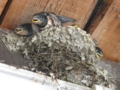 Beak swallow cub