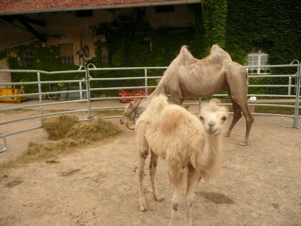 Sanfrancisco freiburg domestic animals