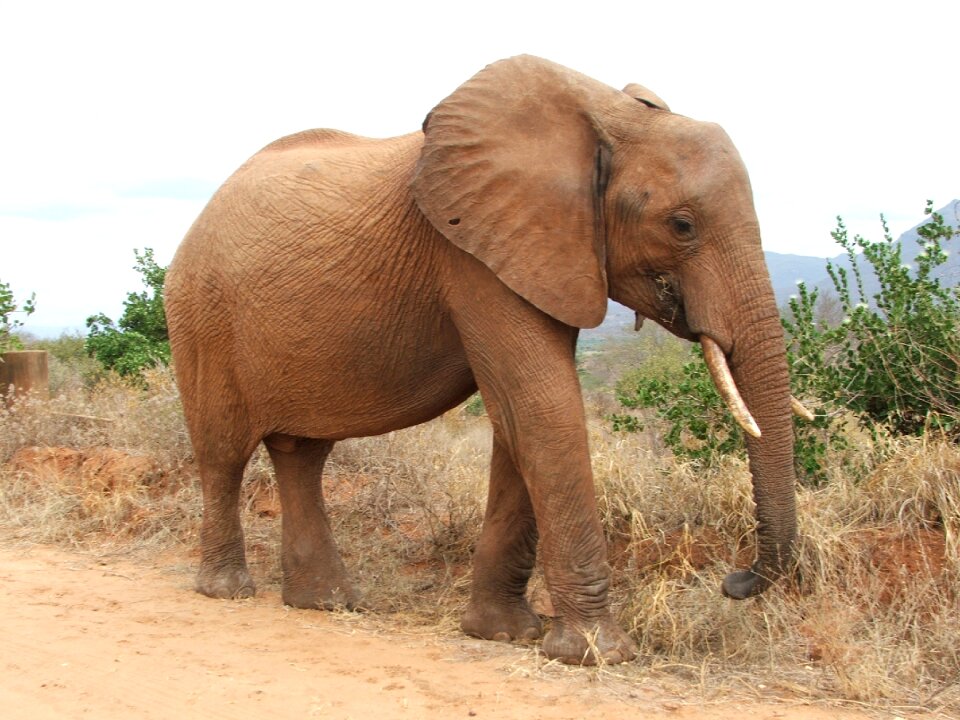 Africa wildlife nature