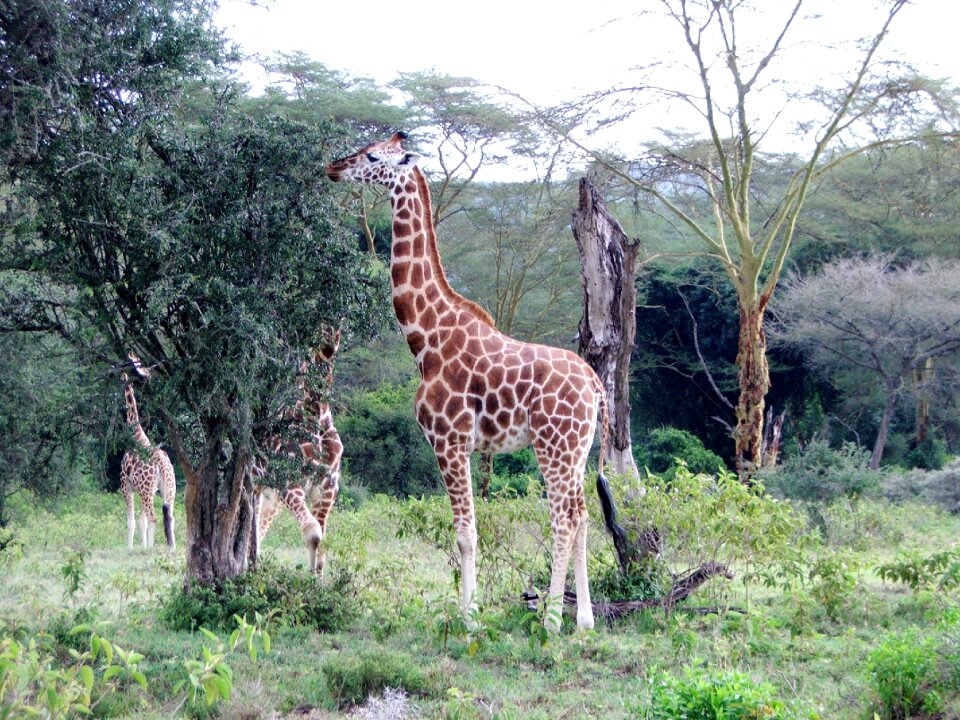 Africa wild nature