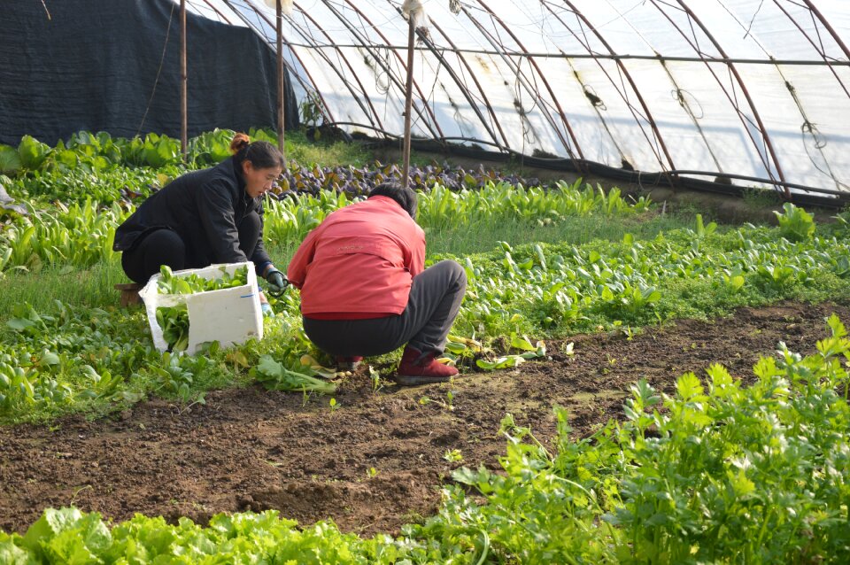Farm organic green house
