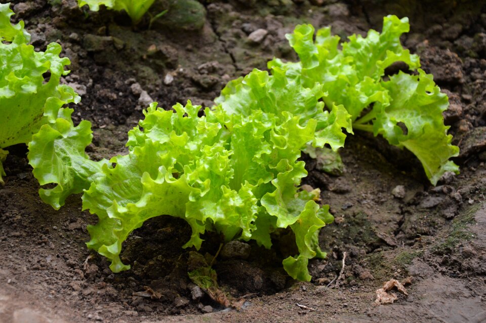 Garden vegetables soil