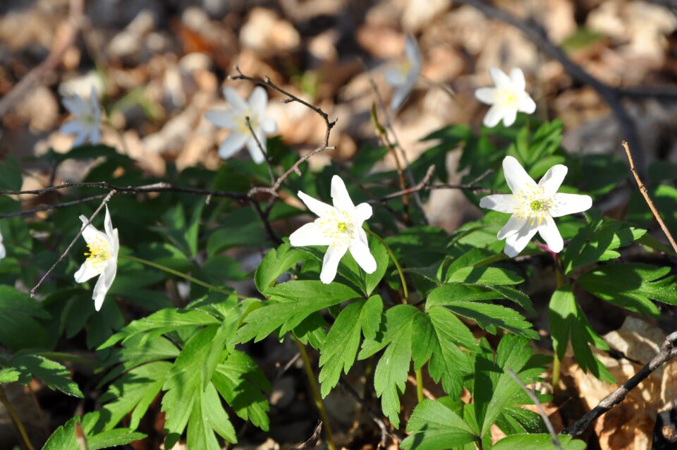 Spring nature plant
