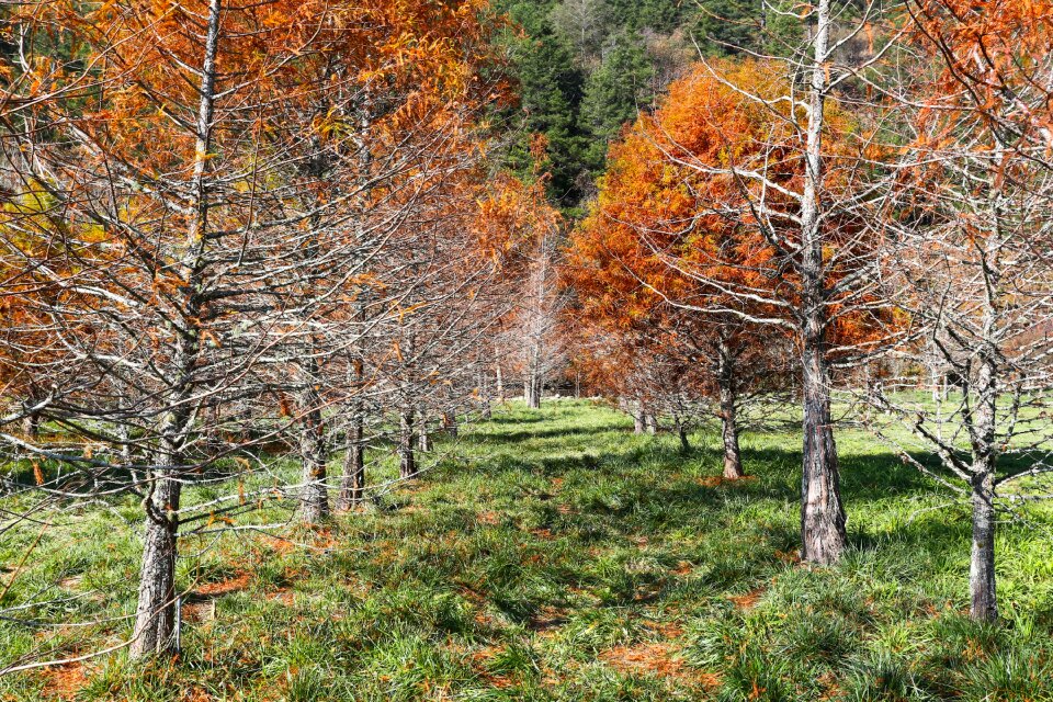 Forest scenic views plant