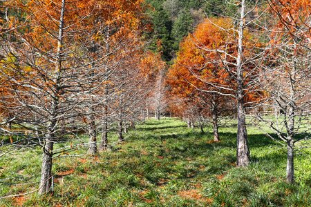 Forest scenic views plant photo