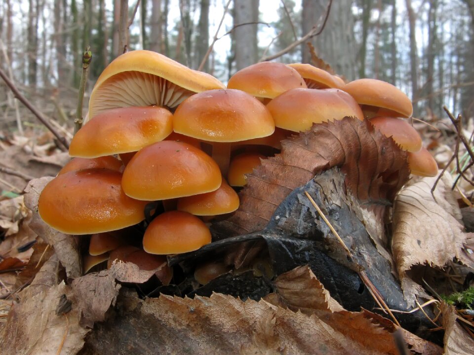 Autumn fruiting bodies stump