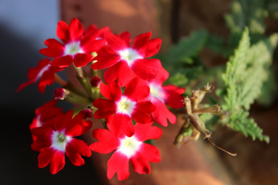 Summer bloom botanical