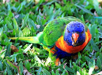 Colorful birds parrots photo